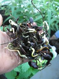 Image result for Diospyros virgata