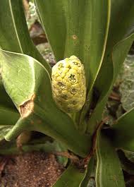 Image result for Convallariaceae