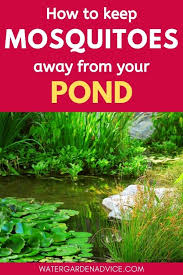 But a lush garden pond with permanent water will breed massive numbers of frogs, toads, and the pond will also act as a trap for mosquitoes, encouraging them to lay eggs there most of which will any ideas for attracting more dragonfly, frog, or bat action up by our lodge house and outdoor kitchen. How To Keep Mosquitoes Away From Your Pond Water Garden Advice