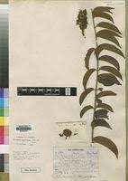 Image result for Combretum oxystachyum