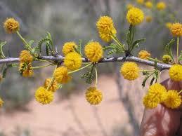 Image result for Acacia luederitzii