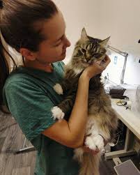 kotik milyj kot kot porody dvoryanin lyublyu moego kota 28 otmetok nravitsya 1 kommentariev sozdayu odezhdu kseniacvetko v instagram sfot milyj kot kot