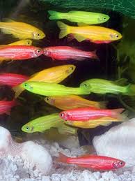 Resultado de imagen para Pez cebra(danios)