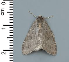 Image result for Stigmella lapponica