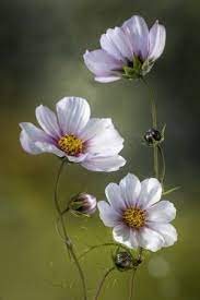 Cosmos By Mandy Disher Fleurs Cosmos Fleurs Blanches Fleurs Peintes