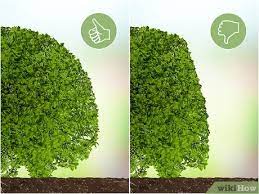 Dig up any small bushes formed by rooted branches. How To Trim Evergreen Bushes 14 Steps With Pictures Wikihow