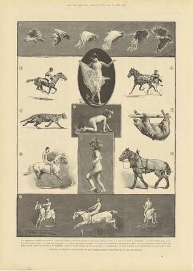 Mr. Muybridge Showing His Instantaneous Photographs of Animal Motion at the Royal Society, Illustrated London News by J. Walter Wilson