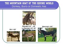 Donkey And Mule Hooves Slideshow Natural Equine Hoof Care Donkey Hooves Equines
