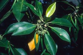 Image result for Bruguiera