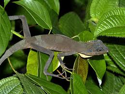 Image result for Blotiella crenata