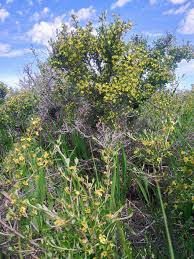 Image result for Polystachya tridentata