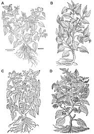 Image result for Solanum grossidentatum