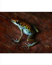 Image result for Fadogia tomentosa