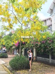 Muồng hoàng yến rực vàng trong nỗi nhớ. Trung Tam Giá»'ng Cay Xuan KhÆ°Æ¡ng