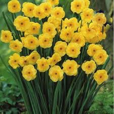Narcissus Sun Disc Love These Daffodil Bulbs Spring Flowering Bulbs Daffodils