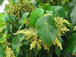 Image result for Macaranga schweinfurthii