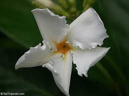 Frangipani Vine This Large Leafed Coarse Vine Sports Large Clusters Of White Blooms With A Subtle Fragra Climbing Flowering Vines Rare Plants Flowering Vines