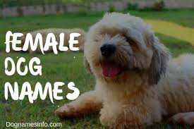 Top 10 female french bulldog names. Female Dog Names 2021 250 Unique Girl Puppy Names Ideas