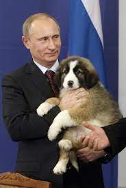 In 2007, putin reportedly used his black labrador 'koni' to intimidate german chancellor angela merkel, who is terrified of dogs after being bitten by one as a child. Help Choose A Name For The Prime Minister Of Russia S Puppy