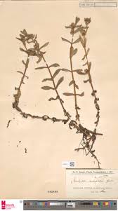 Image result for Enydra fluctuans