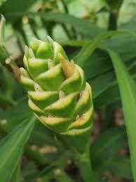 Image result for Zingiber