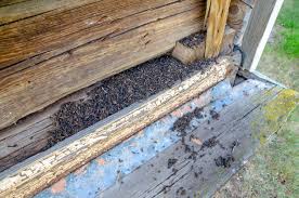 Bat conservation international provides professional guidelines8 that a bat exclusion specialist should follow, and lists bat exclusion. Bats Noco Pest Wildlife Control