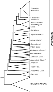 Image result for Cleome iberidella