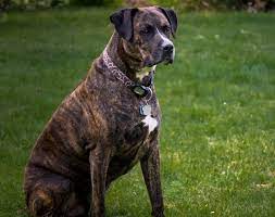 Boxer Lab Mix Boxador Info Pictures Care Guide More Pet Keen