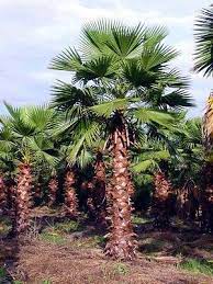 Mexican Fan Palm Washingtonia Robusta Commercial Landscaping Mexican Fan Palm