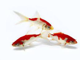 Sarasa Comet Goldfish For Sale Free Shipping Live Arrival Guarante Toledo Goldfish