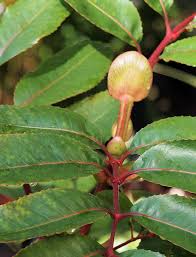 Image result for Cunonia capensis