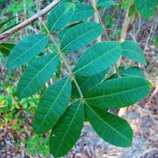 Image result for Triraphis schinzii