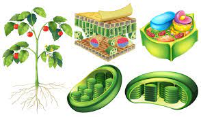 We did not find results for: Plant Cell 454905 Vector Art At Vecteezy