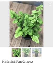 Image result for Adiantum mendoncae