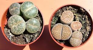 The noise is very loud next door. Cacti Or Not Many Succulents Look Like Cactus But Are Not On Line Guide To The Positive Identification Of Members Of The Cactus Family