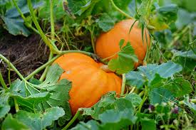Planting pumpkin seeds is a quick and easy way to jumpstart a lush garden, but gardeners should be careful to plant seeds appropriately for the healthiest. How To Grow Pumpkins Three Easy Methods The English Garden