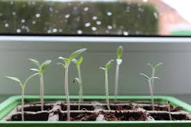 Maybe you would like to learn more about one of these? Seedling Heat Mats Inexpensive Alternatives Indoor Home Garden
