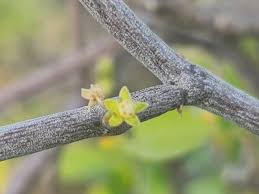 Image result for Cynanchum gerrardii