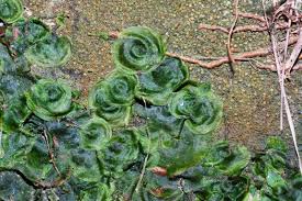 Image result for Didymoglossum erosum