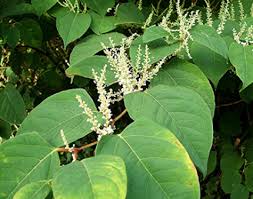 It is commonly known as asian knotweed or japanese knotweed. Japanse Duizendknoop Bestrijden Weed Free Service