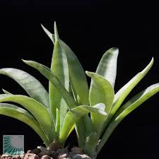 Image result for Sansevieria parva