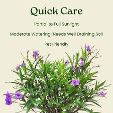 Image result for Ruellia cordata