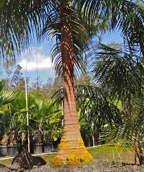 Image result for Acanthophoenix rubra