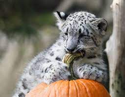 Oh My Gourd Adorable Zoo Animals Play With Halloween Pumpkins Animals Baby Zoo Animals Zoo Animals