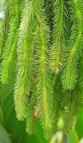 Image result for Huperzia gnidioides