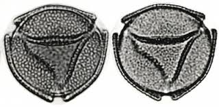 Image result for Melochia melissifolia