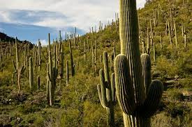 It has been the subject of many photographs, and commonly conjures up thoughts of the old west and the beauty of the southwest desert. Saguaros At The Park Friends Of Saguaro National Park