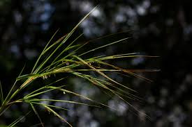 Image result for Heteropogon melanocarpus
