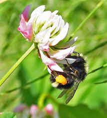We did not find results for: Should I Grow Native Plants For Honey Bees Honey Bee Suite