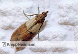 Mottenbekampfung Durch Knipp Neumann Co Gmbh Ihre Kammerjager